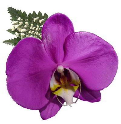 Orquídea Violeta